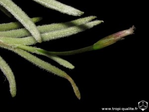 Tillandsia capillaris spécimen #8 inflorescence (cliquez pour agrandir)