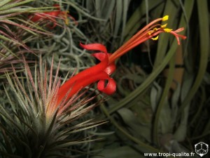 Floraison Tillandsia funckiana spécimen #2 fleur (cliquez pour agrandir)