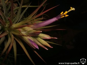 Tillandsia kolbii inflorescence (cliquez pour agrandir)