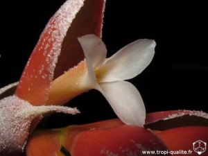 Floraison Tillandsia leonamiana spécimen #1 fleur (cliquez pour agrandir)