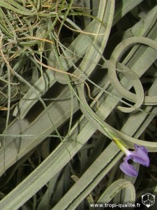 tillandsia_mallemontii_inflorescence