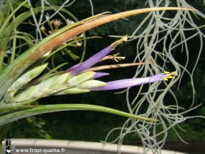 Tillandsia paucifolia spécimen #1 inflorescence (cliquez pour agrandir)
