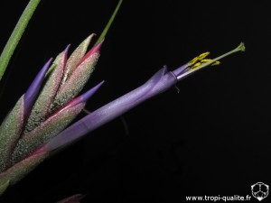 Tillandsia paucifolia spécimen #2 fleur (cliquez pour agrandir)