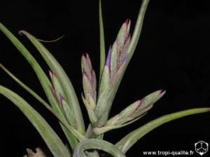 Tillandsia paucifolia spécimen #2 inflorescence (cliquez pour agrandir)