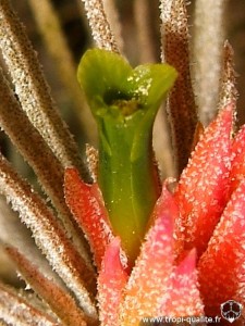 Tillandsia plumosa (forme à pédoncule très court) fleur (cliquez pour agrandir)