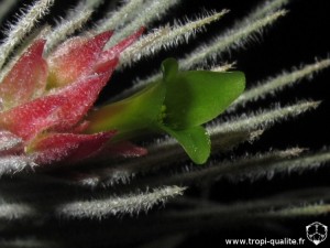 Tillandsia plumosa (forme à long pédoncule) fleur (cliquez pour agrandir)