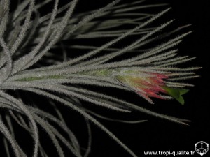 Tillandsia plumosa (forme à long pédoncule) inflorescence (cliquez pour agrandir)