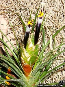 Tillandsia punctulata inflorescence (cliquez pour agrandir)