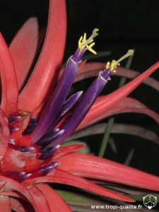 Tillandsia velutina fleur (cliquez pour agrandir)
