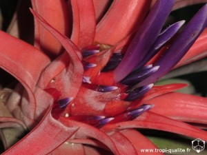 Tillandsia velutina inflorescence (cliquez pour agrandir)