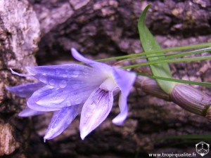 Floraison Dendrobium victoria reginae fleur (cliquez pour agrandir)