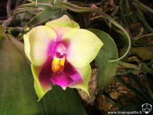 Floraison Phalaenopsis bellina fleur (cliquez pour agrandir)