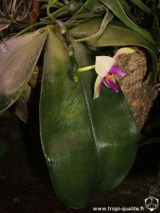 Floraison Phalaenopsis bellina (cliquez pour agrandir)