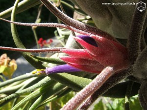 Floraison Tillandsia pruinosa fleur (cliquez pour agrandir)