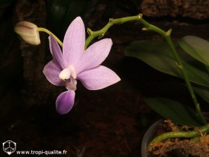 Floraison Dtps Purple Martin 'KS' fleur (cliquez pour agrandir)