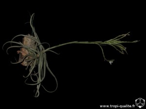 Floraison Tillandsia reichenbachii sépcimen #3 (cliquez pour agrandir)