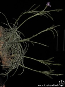Floraison Tillandsia reichenbachii spécimen #2 (cliquez pour agrandir)