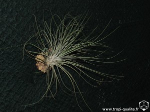 Tillandsia bartramii (cliquez pour agrandir)