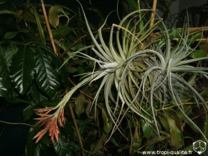 Tillandsia didisticha spécimen #2 (cliquez pour agrandir) Tillandsia didisticha spécimen #2 (cliquez pour agrandir)