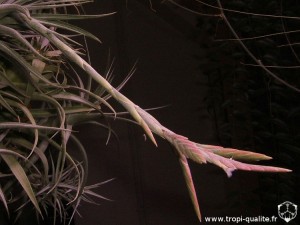 Tillandsia didisticha spécimen #1 inflorescence (cliquez pour agrandir) Tillandsia didisticha spécimen #1 inflorescence (cliquez pour agrandir)