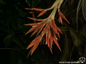 Tillandsia didisticha spécimen #2 inflorescence subtripennée (cliquez pour agrandir) Tillandsia didisticha spécimen #2 inflorescence subtripennée (cliquez pour agrandir)