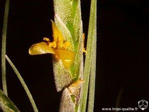Tillandsia disticha fleur (cliquez pour agrandir)