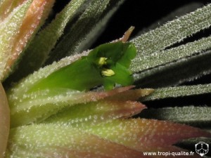 Tillandsia mauryana fleur (cliquez pour agrandir)