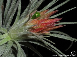 Floraison Tillandsia mauryana inflorescence (cliquez pour agrandir)