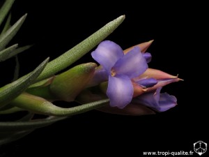 Tillandsia neglecta spécimen #3 fleur (cliquez pour agrandir)