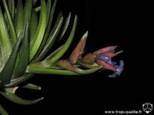 Tillandsia neglecta spécimen #3 inflorescence (cliquez pour agrandir)