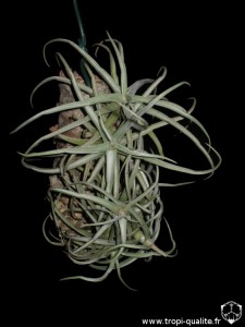 Tillandsia reichenbachii spécimen #2 (cliquez pour agrandir)