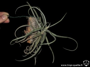 Tillandsia reichenbachii spécimen #3 (cliquez pour agrandir)