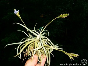 Tillandsia reichenbachii spécimen #1 (cliquez pour agrandir)