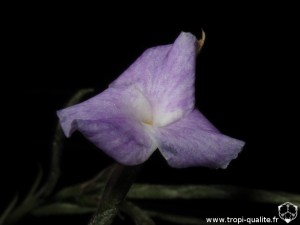 Tillandsia reichenbachii spécimen #2 fleur (cliquez pour agrandir)