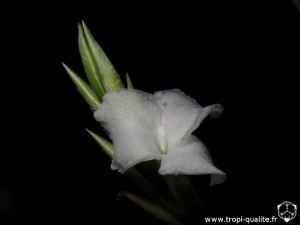 Tillandsia reichenbachii spécimen #3 fleur (cliquez pour agrandir)