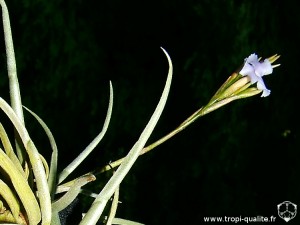 tillandsia_reichenbachii spécimen #1 inflorescence