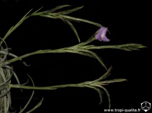 Tillandsia reichenbachii spécimen #2 inflorescence (cliquez pour agrandir)
