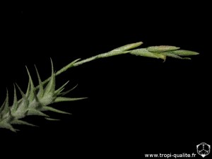 Tillandsia tricholepis spécimen #2 inflorescence (cliquez pour agrandir)