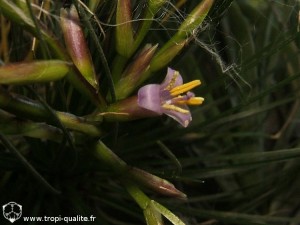 Floraison Tillandsia filifolia fleur (cliquez pour agrandir)