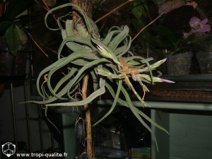 Floraison Tillandsia streptophylla (cliquez pour agrandir)