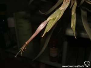 Floraison Tillandsia streptophylla fleur (cliquez pour agrandir)