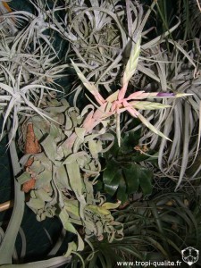 Floraison Tillandsia streptophylla 04/2012 (cliquez pour agrandir)