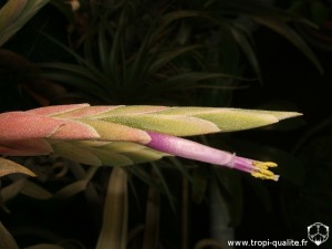 Floraison Tillandsia streptophylla fleur 04/2012 (cliquez pour agrandir)