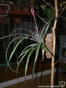 Tillandsia variabilis 2010 (cliquez pour agrandir)
