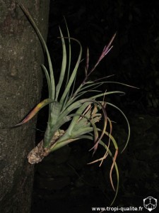 Tillandsia variabilis 2014 (cliquez pour agrandir)
