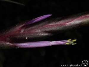Tillandsia variabilis fleur (cliquez pour agrandir)