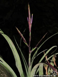 Tillandsia variabilis inflorescence (cliquez pour agrandir)
