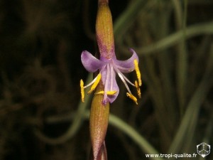 Floraison Tillandsia filifolia fleur 12/2012 (cliquez pour agrandir)
