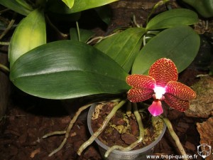 Floraison Phalaenopsis Joy Auckland Beauty 04/2012 (cliquez pour agrandir)