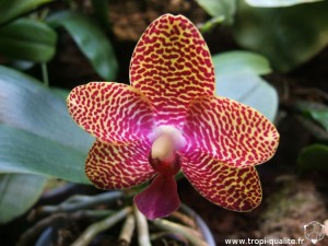 Floraison Phalaenopsis Joy Auckland Beauty fleur 04/2012 (cliquez pour agrandir)